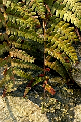 Ferns 2